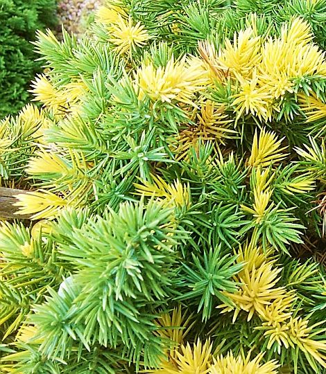 Juniperus conferta 'Golden Wings'
